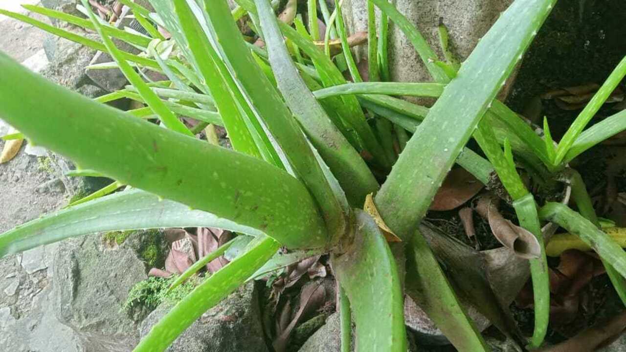 Manfaat Lidah Buaya untuk Kesehatan, Kecantikan, dan Perawatan Tubuh