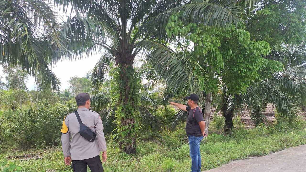 Siapkan Lahan 4 Hektare untuk Pengeringan Jagung