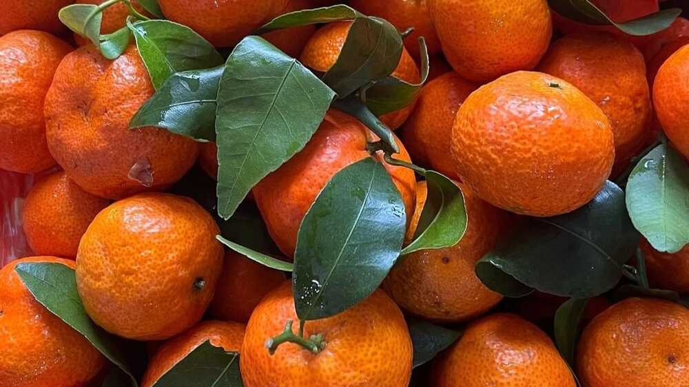 Pencarian Jeruk-jeruk Khusus dalam Menyambut Musim Imlek sebagai Simbol Kemakmuran dan Keberuntungan