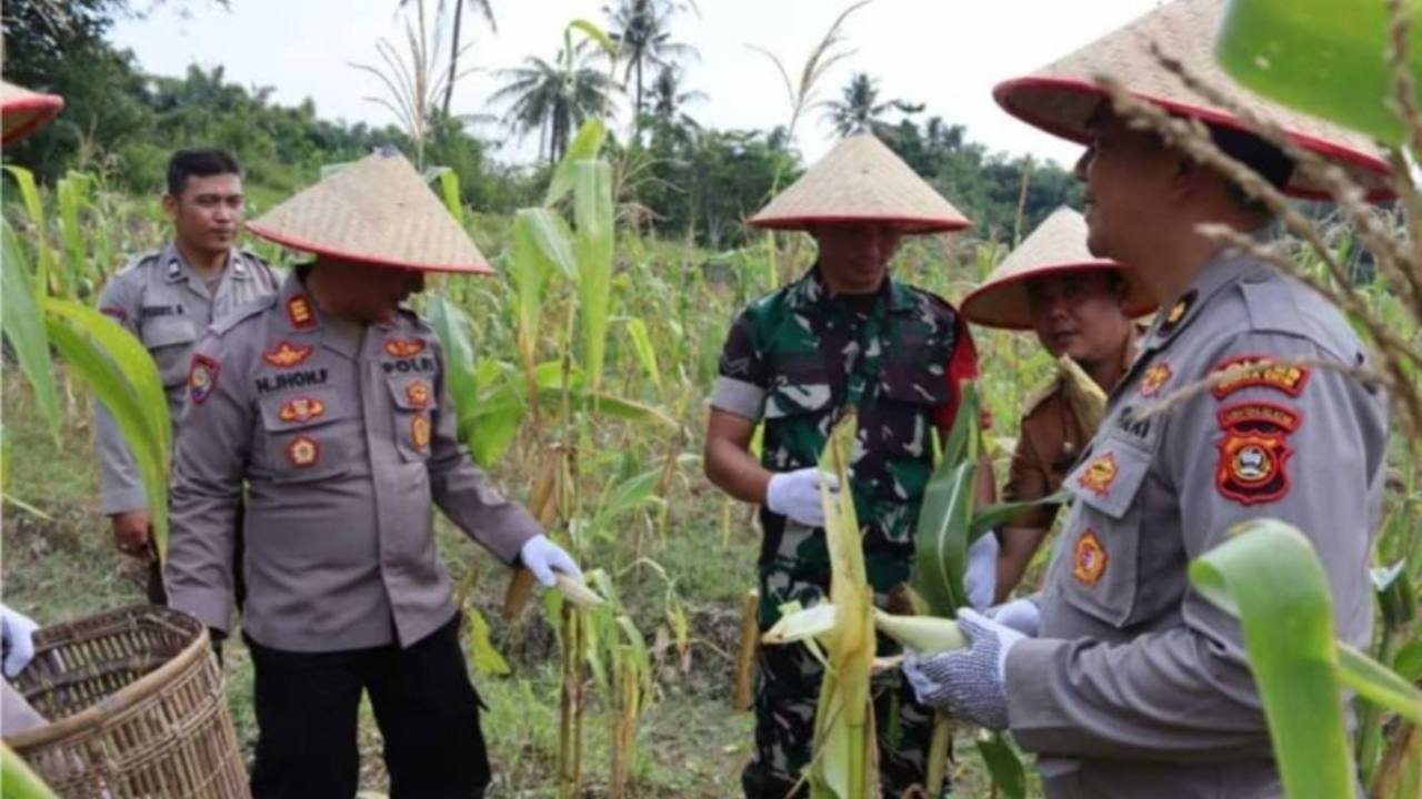 Sinergi Polri Panen Jagung Perdana dari Eks Lahan Tambang