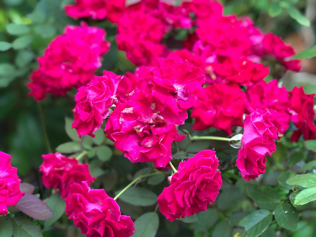 Dikenal Sebagai Tanaman Hias, Ternyata Bunga Mawar Memiliki 9 Manfaat Bagi Kesehatan! Nomor 6 Bikin Lega...