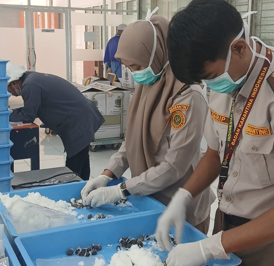 Sertifikasi 95.400 Benih Kelapa Sawit Ekspor ke Peru, Karantina Sumsel Pastikan Bebas dari OPTK