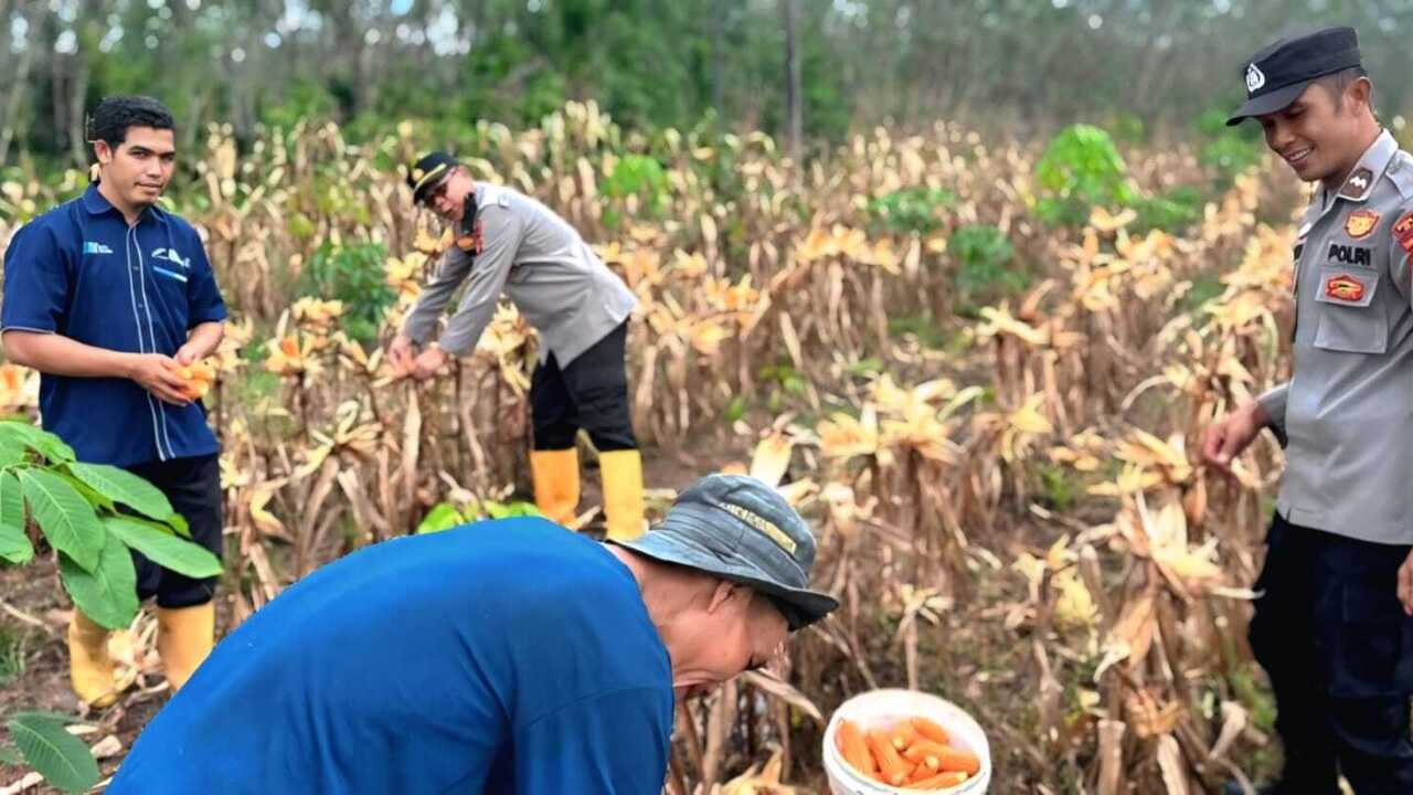 Polres OKU Panen 2,5 Ton Jagung di Lahan Binaan