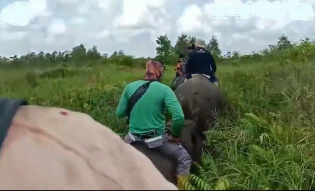 Mengungkap Kehidupan Harmonis Manusia dan Gajah di SM Padang Sugihan, Surga Baru Sumatera Selatan! 