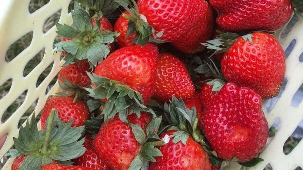 Strawberry Power: Meningkatkan Kesehatan dan Perkembangan Anak dengan Manfaat Ajaib Buah Strawberry