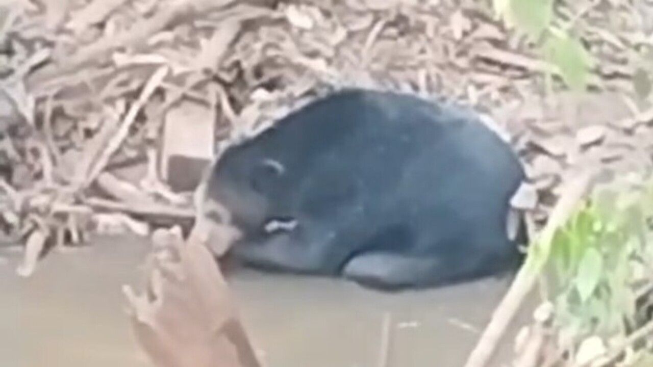 Viral di Medsos, Beruang Hitam Muncul Dua Hari di Sungai Rambang