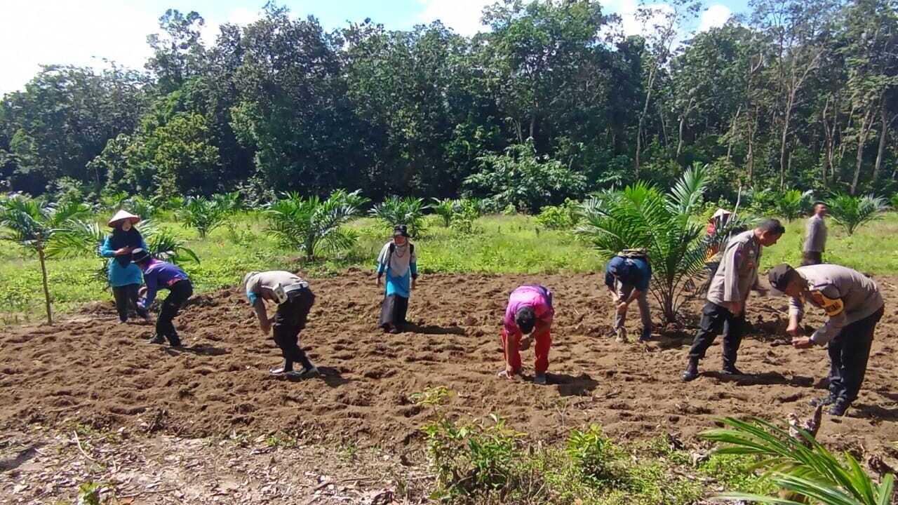 Perkuat Ketahanan Pangan, Polsek RKT Lakukan Penanaman Jagung di Desa Jungai