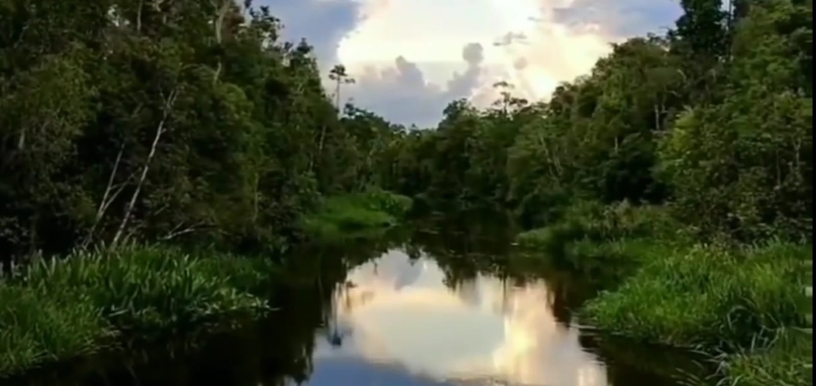  Taman Nasional Tanjung Puting, Rumah Bagi Satwa yang di Lindungi