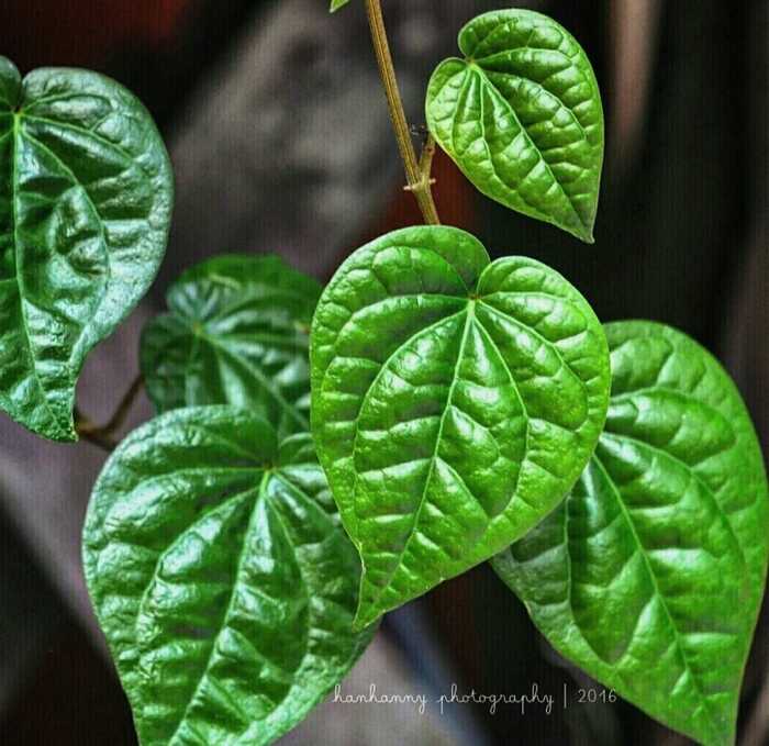 Mengungkap Keajaiban Kecantikan Alami untuk Kulit yang Sehat dan Bersinar dari Daun Sirih