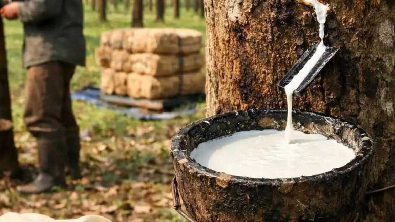 Harga Getah Karet Anjlok, Petani di OKU Mulai Gerah