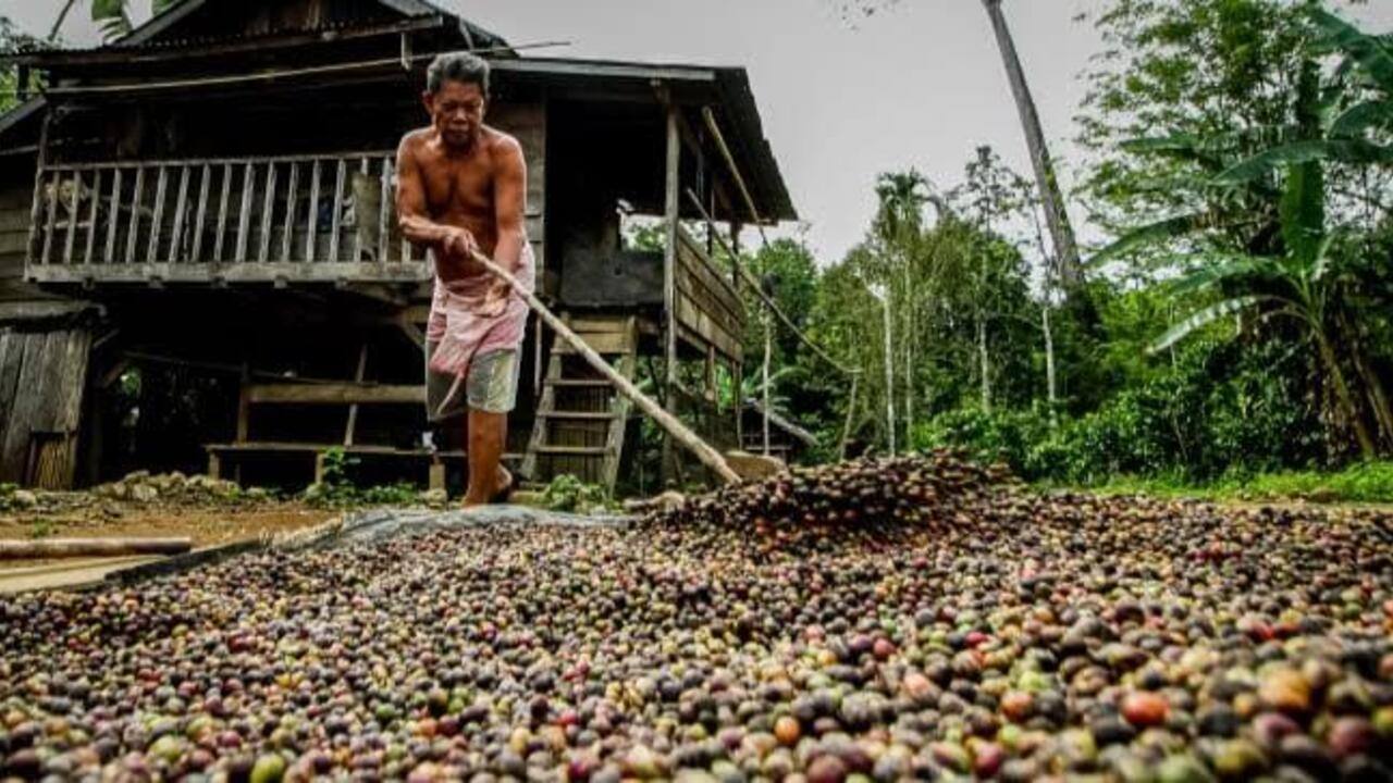 Harga Kopi di Kabupaten OKU Kini Hanya Rp40 Ribu Perkg