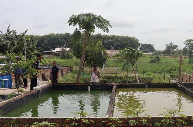 Dari Lubang Galian Jadi Kolam Ikan: Mitra Binaan Bukit Asam Sukses Raup Cuan