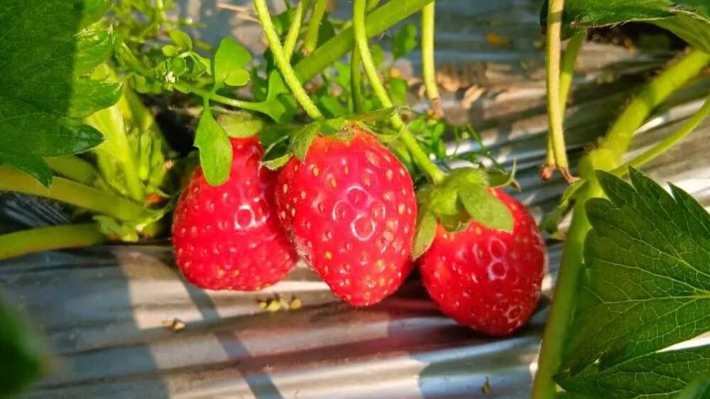 Optimalkan Kualitas: Berapa Lama Buah Strawberry Dapat Disimpan dalam Freezer Sebelum Harus Digunakan?