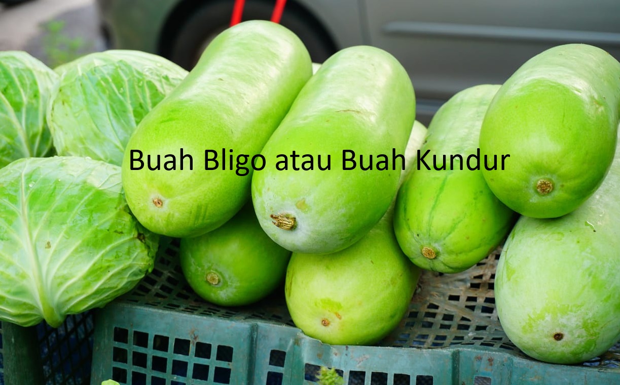 Buah Kundur Ternyata Bisa Menyembuhkan Penyakit Beri-beri