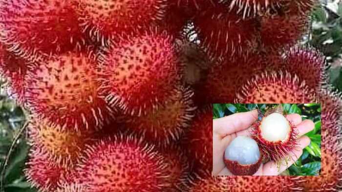 14 Manfaat Rambutan untuk Kesehatan Hingga Kecantikan, Salah Satunya Mengembalikan Rambut Uban Jadi Hitam