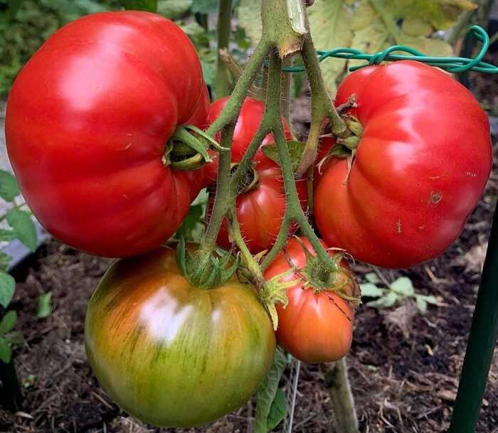 Tomat si Buah Merah Penuh Manfaat untuk Kesehatan Anda
