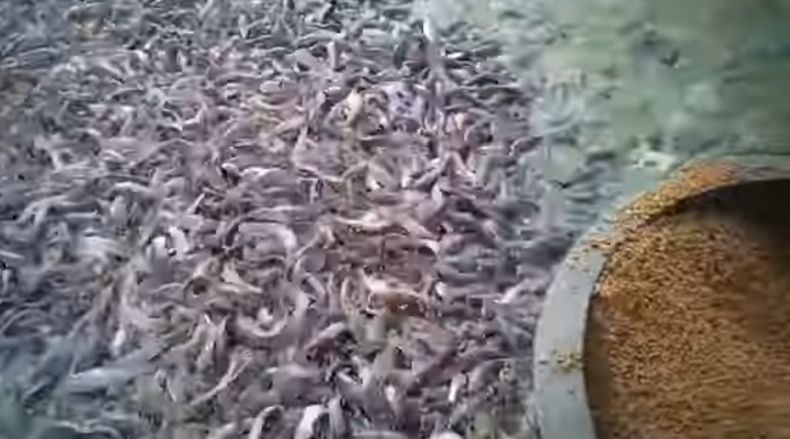 7 Kesalahan Fatal Pemula dalam Usaha Ternak Lele yang Sering Berujung Rugi