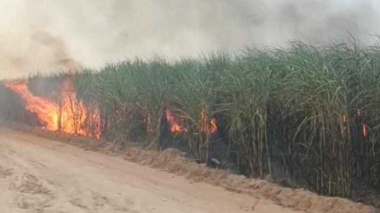 Kebun Tebu PTPN Cinta Manis Terbakar, Diduga Disengaja, Begini kata Pihak Perusahaan