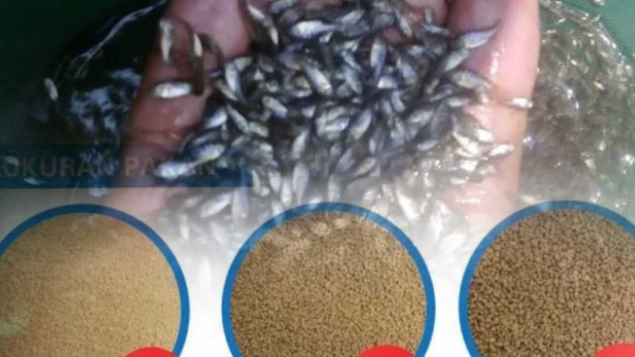 Tips dan Jenis Pakan yang Cocok untuk Ikan Nila Kecil agar Tumbuh Optimal