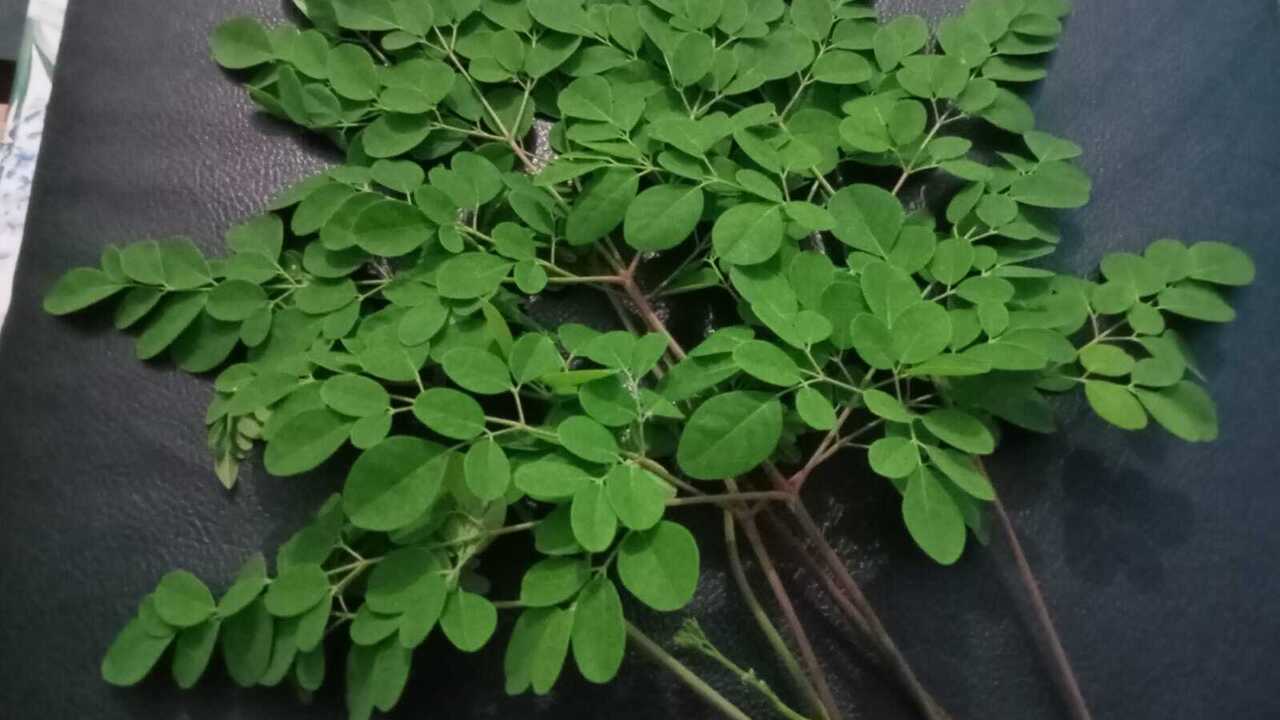 Cegah Penuaan Dini Dengan Daun Kelor