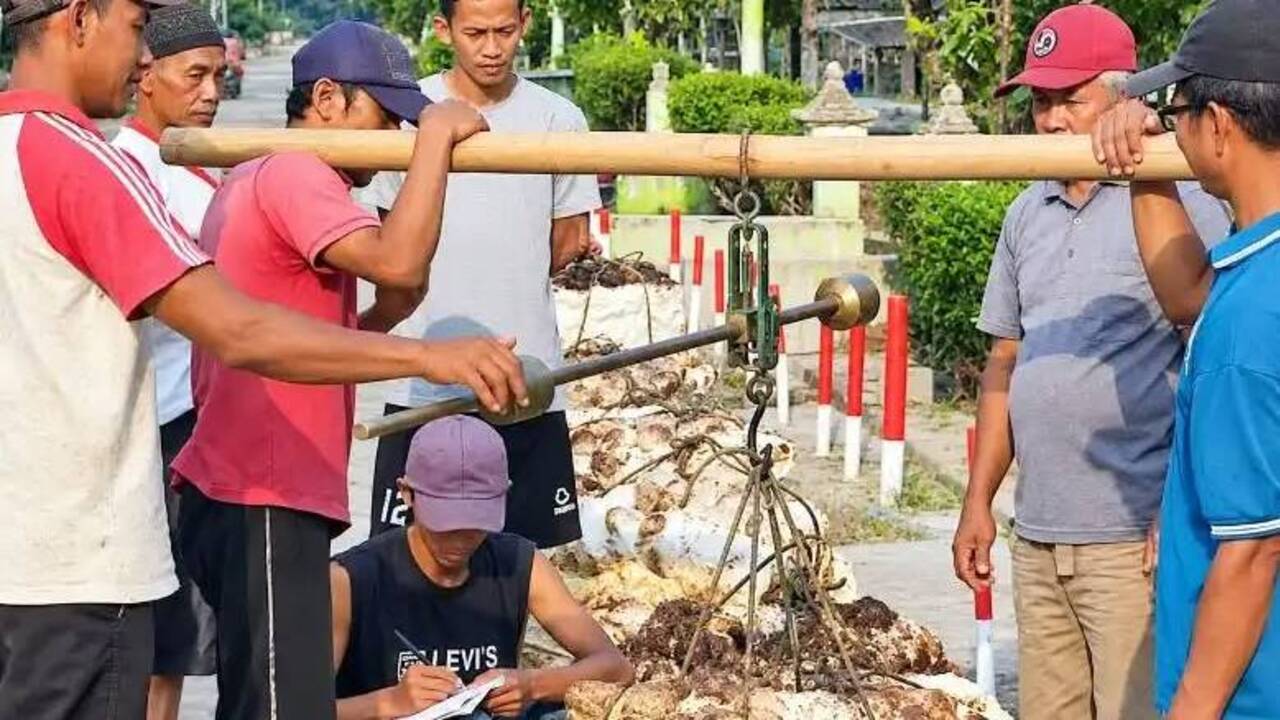 Harga Karet Tembus Rp26.000 Perkg di Tanjung Manggus