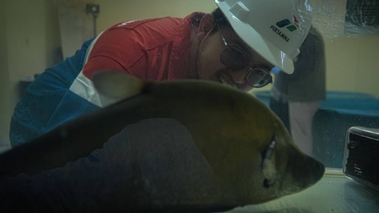 Langkah Nyata Kilang Pertamina Plaju Menjaga Ikan Belida, Warisan Keanekaragaman Hayati Nusantara yang Hampir 