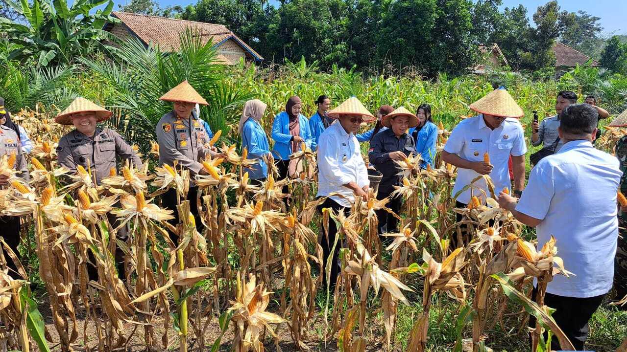 Polres Prabumulih dan Forkopimda Gelar Panen Raya Jagung Kuartal II, H Arlan: Cak Targetkan Seribu Hektar