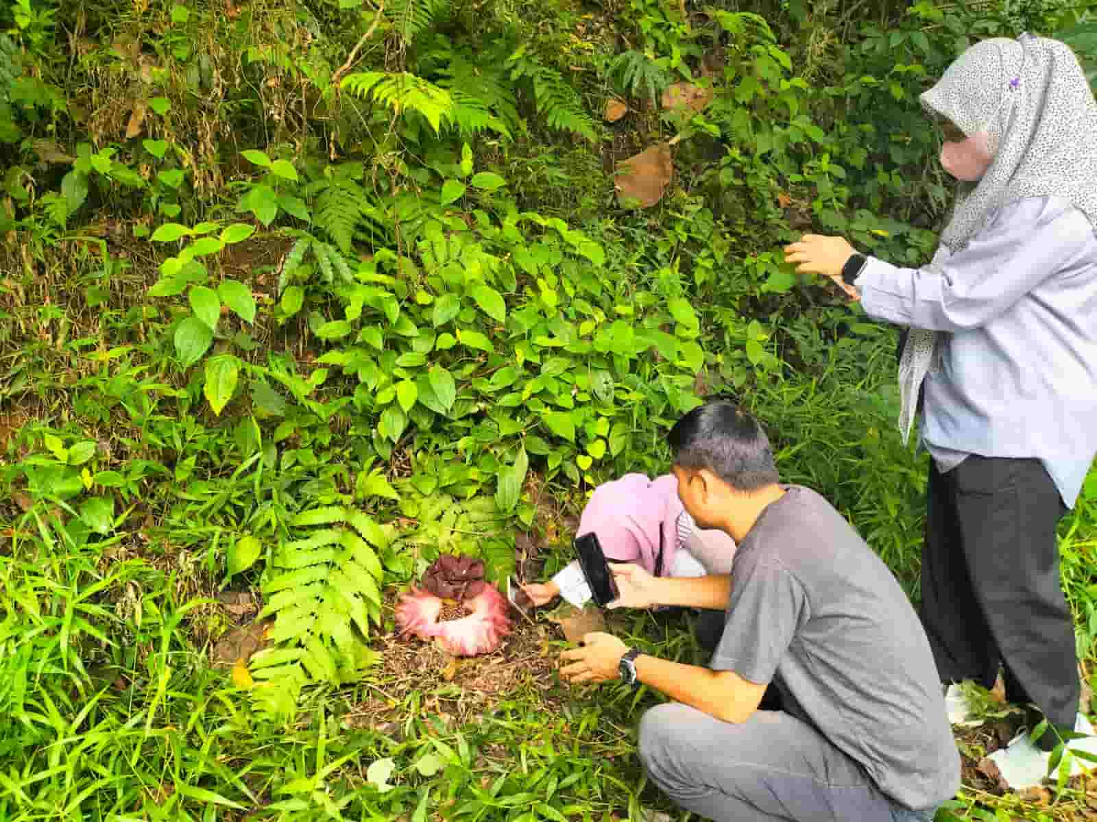 Bunga Bangkai Kembali Bersemi di TNKS Bukit Sulap