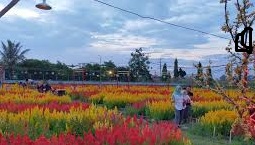 Pemekaran Wilayah Provinsi Lampung, Menikmati Keindahan Taman Bunga Asri Bougenville Resort Kota Metro Lampung