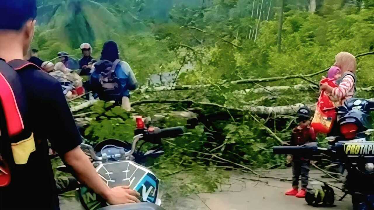 BPBD Imbau Warga OKU Waspada Pohon Tumbang