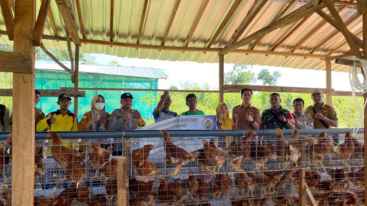 Budidaya Ayam Petelur, Solusi Ekonomi Masyarakat Desa