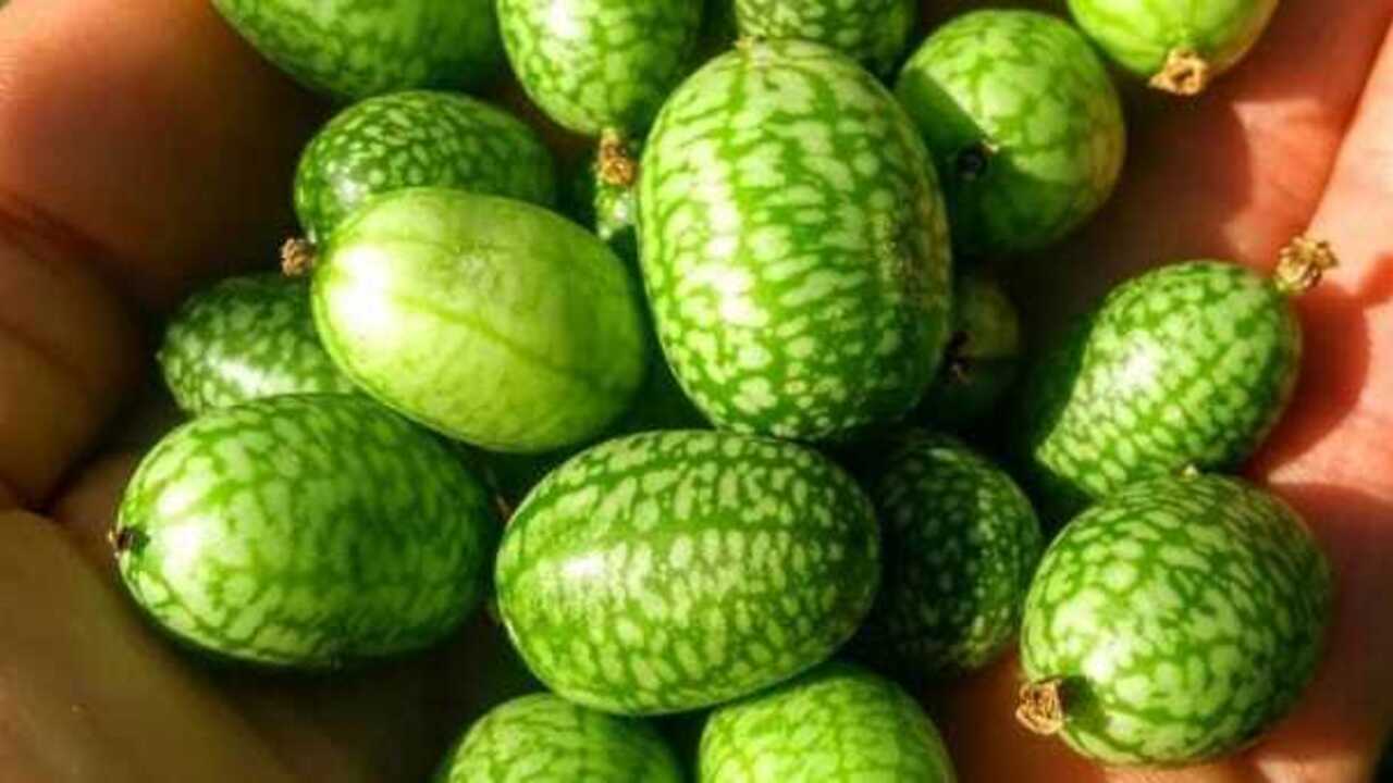 Keunikan Buah Cucamelon “Semangka Kecil” yang Menakjubkan