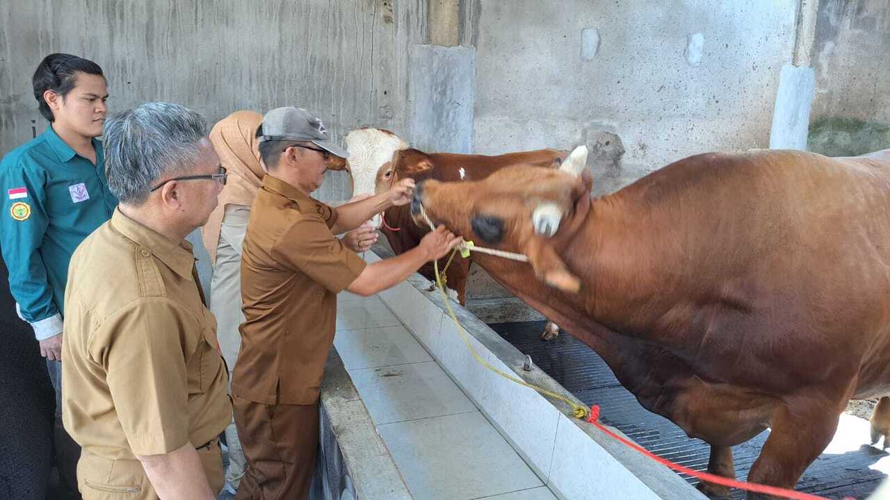Panduan Lengkap Memilih Hewan Kurban yang Sehat dan Sesuai Syariat Islam