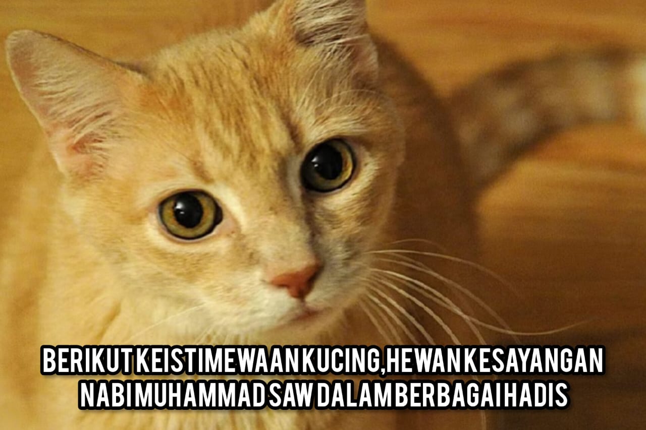 Berikut Keistimewaan Kucing, Hewan Kesayangan Nabi Muhammad SAW Dalam Berbagai Hadis
