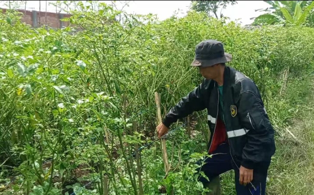 Diserang Antraknosa, Petani Cabai Setan Menjerit