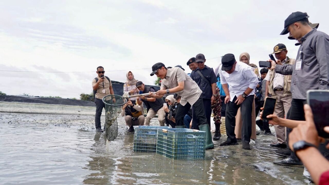 Sumbang Devisa, Tambak Udang OKI Dipasok Listrik Andal
