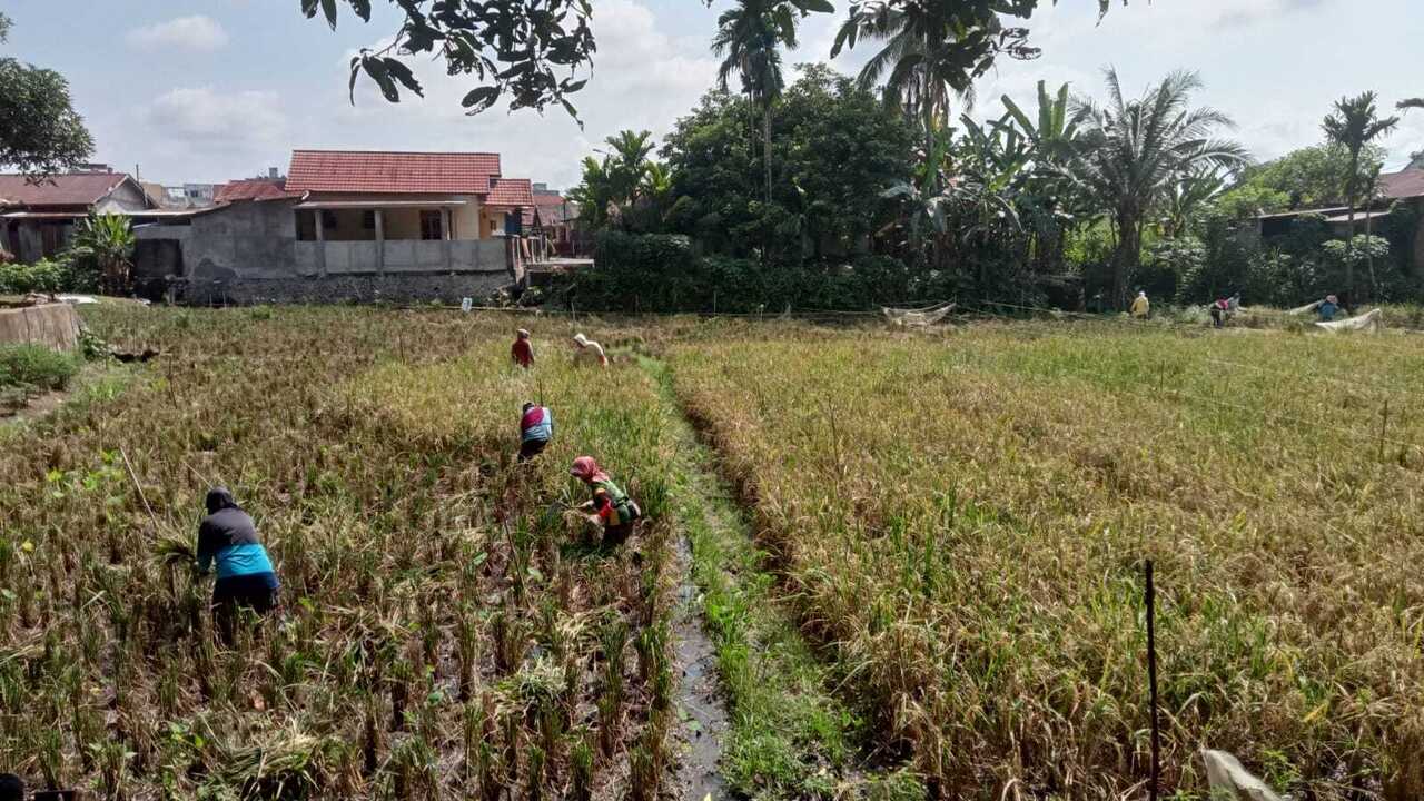 Manfaatkan Lahan Terbatas, Warga Ini Sukses Tanam Padi dan Dukung Program Ketahanan Pangan