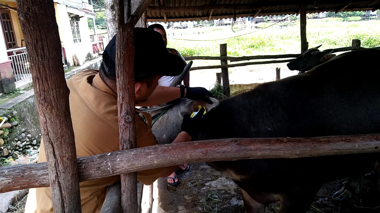  14 Kerbau di Ogan Ilir Mati Mendadak Akibat Virus SE, Dinas Ketahanan Pangan dan Pertanian Gencar Lakukan Vak