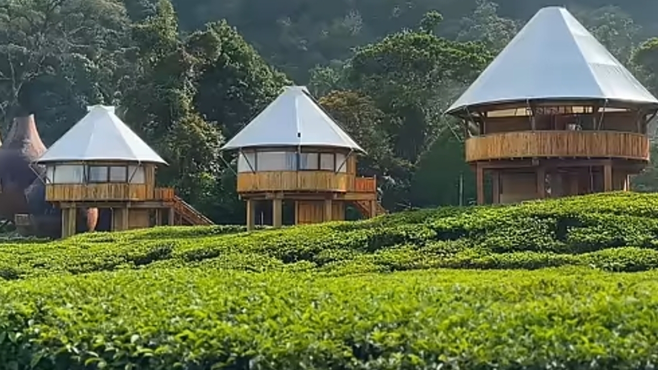 The Ciliwung Glamping: Tempat Menginap yang Nyaman di Bogor dengan Pemandangan Kebun Tehnya!