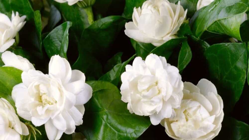 Kecantikan dan Manfaat Luar Biasa dari Bunga Melati: Aroma Harum yang Mendatangkan Berbagai Kelebihan