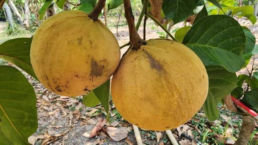 Quercetin dalam Buah Kecapi: Menggali Kekuatan Antioksidan untuk Kesehatan Optimal