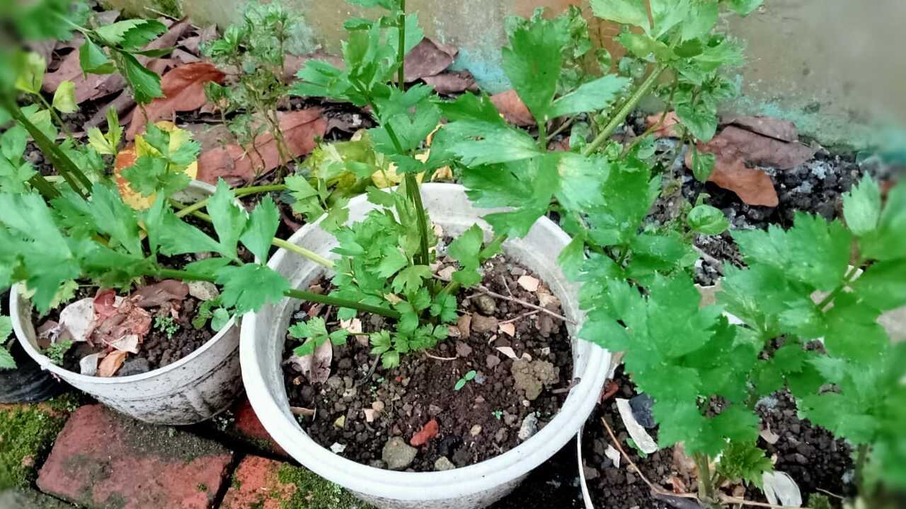 Seledri, Obat Herbal Alami dan Penyedap Kuliner yang Kaya Manfaat