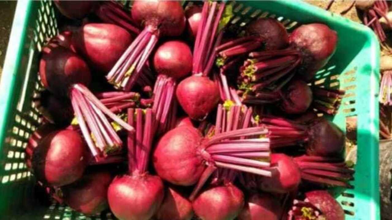 Cegah Pikun dengan Bit si Umbi Kaya Nutrisi yang Sering Disangka Buah