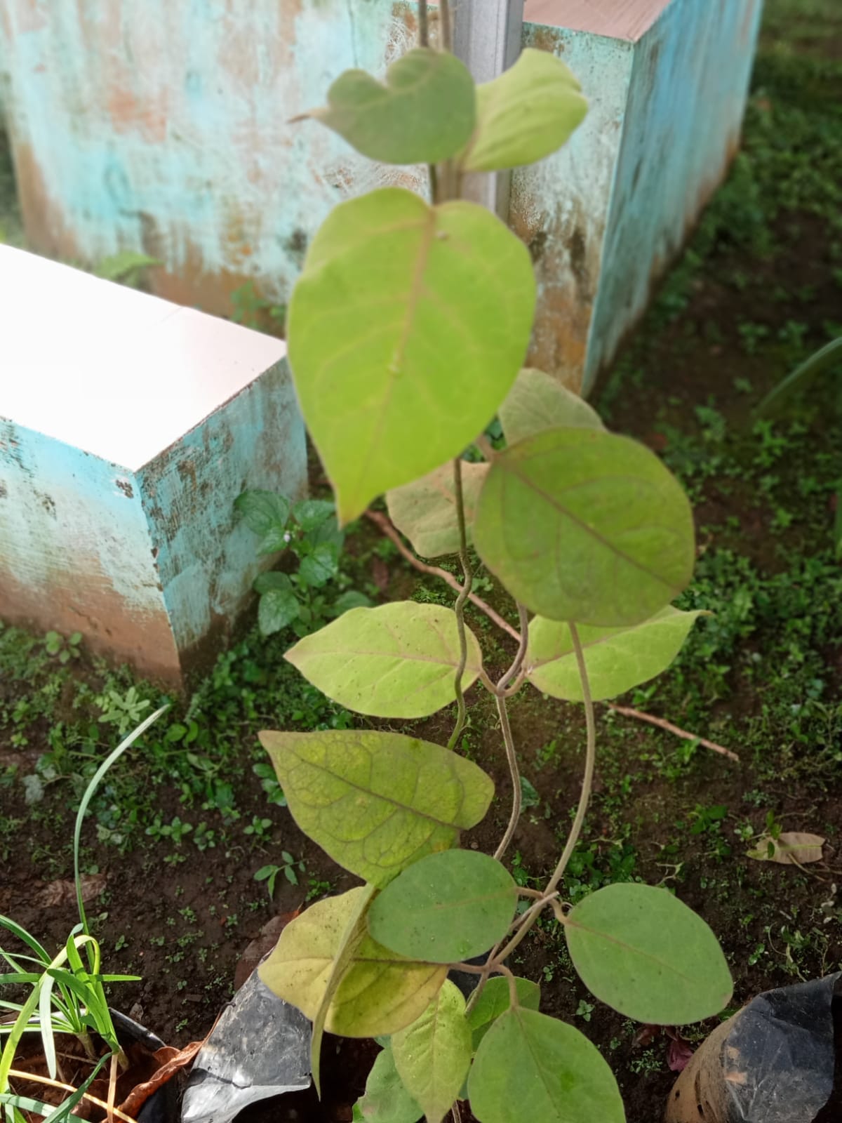 Obati Luka dan Bisul Secara Alami Dengan Daun Nangka? Begini Caranya