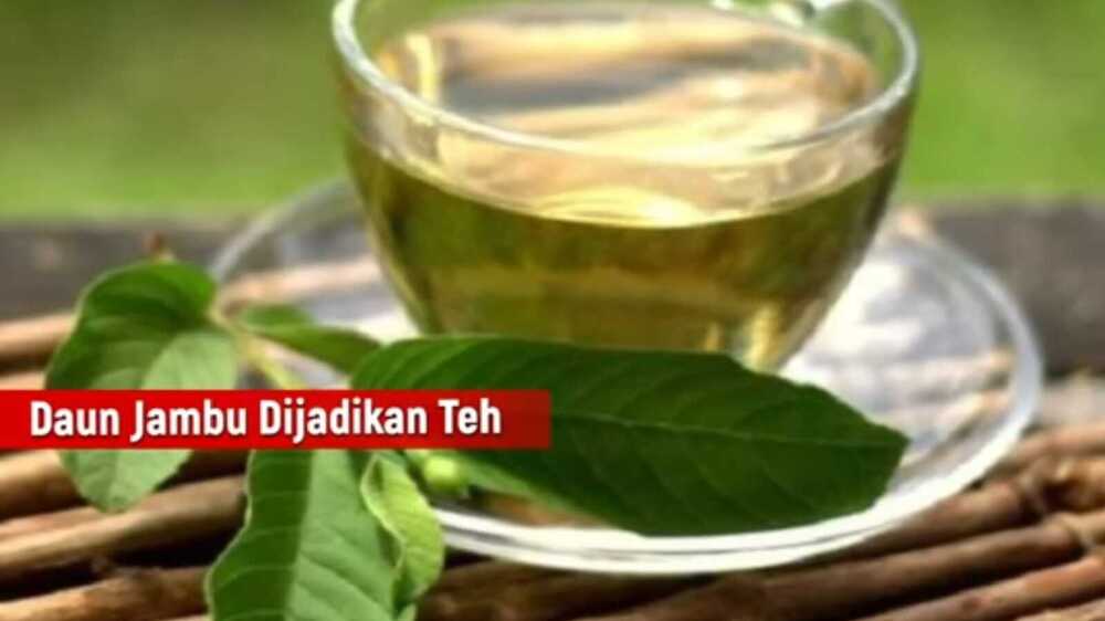 Daun Jambu Biji, Senjata Ampuh untuk Menurunkan Berat Badan 