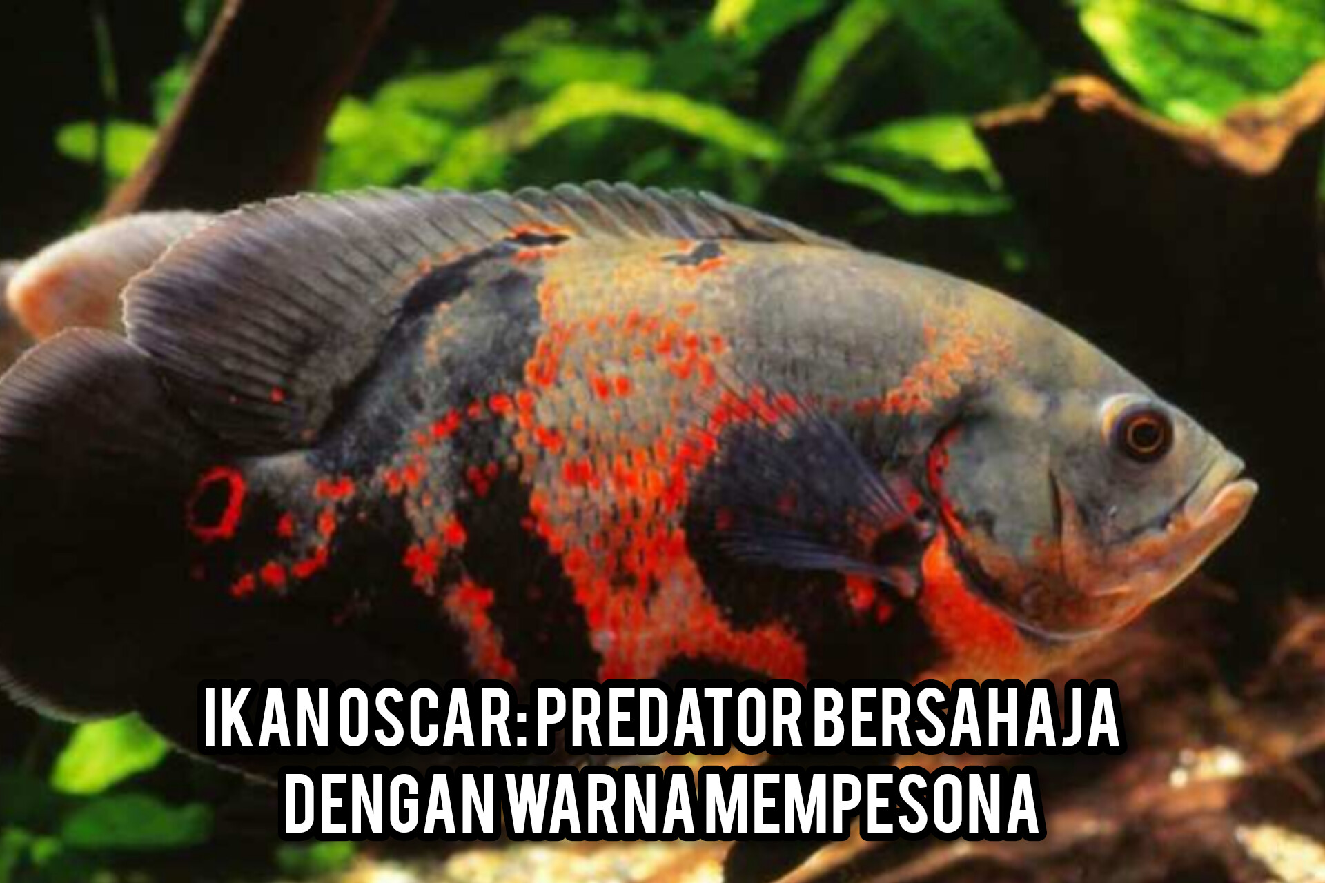 Eksplorasi Keindahan dan Kepribadian Ikan Oscar: Predator Bersahaja dengan Warna Mempesona