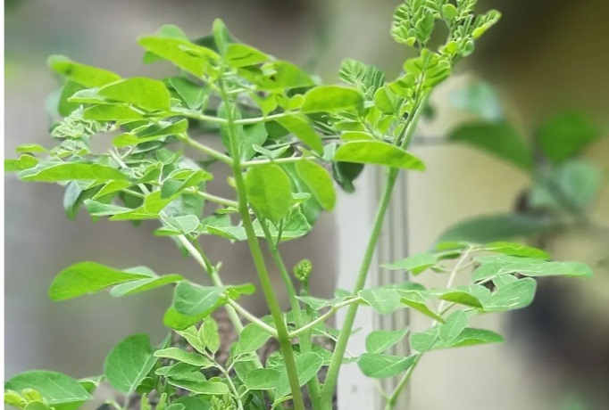 Akrab Dengan Mistis, Daun Kelor Ternyata Obat Mujarab Untuk Turunkan Kolesterol, Jangan Ragu Mengonsumsinya.. 