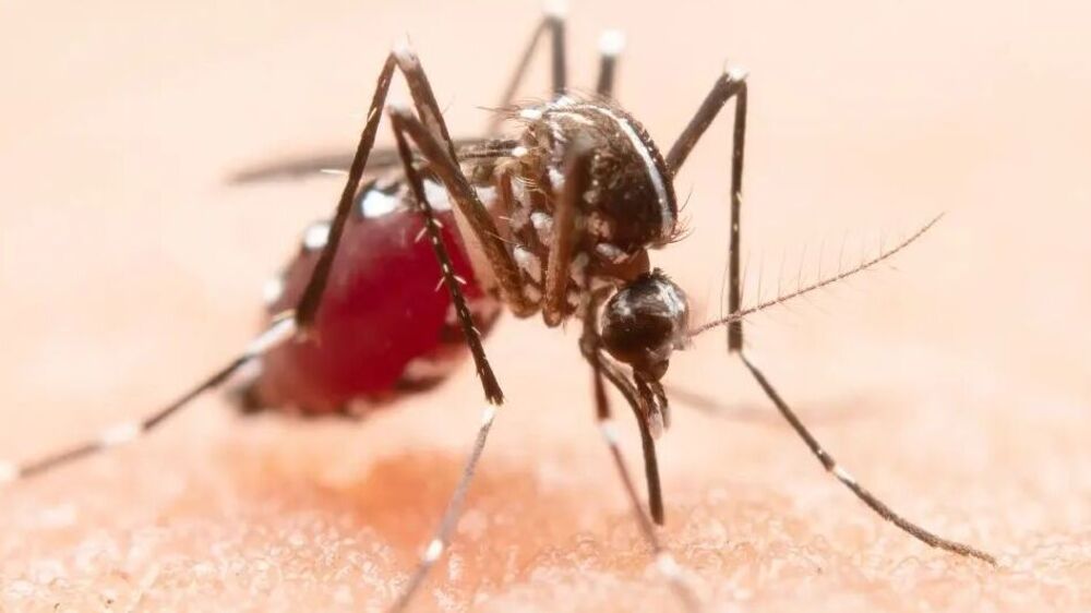 7 Cara Mengusir Nyamuk Secara Alami Tanpa Bahan Kimia