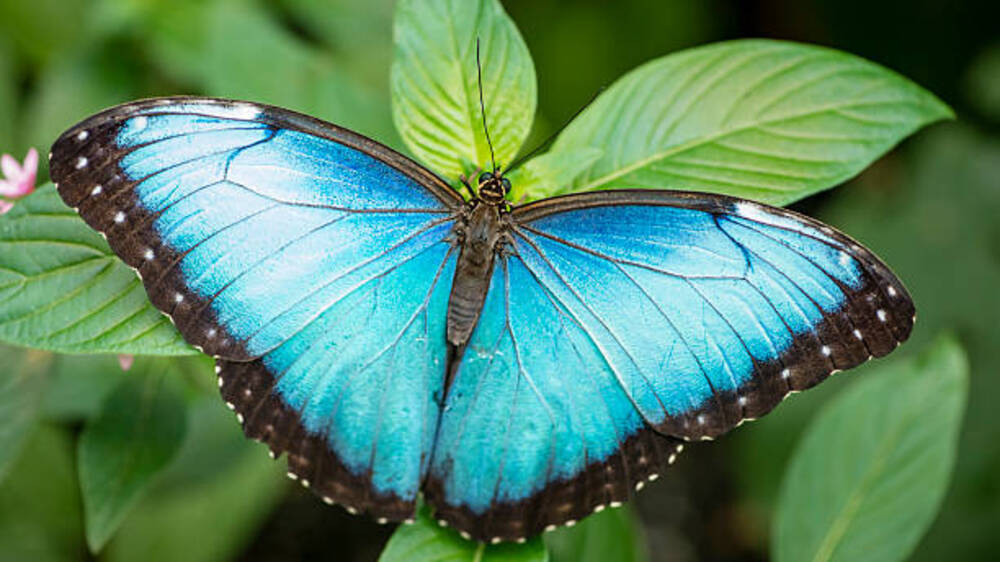 Sisik Ajaib dan Kilau Spektakuler: Pesona Mikrokosmos Kupu-kupu yang Menginspirasi Inovasi Teknologi