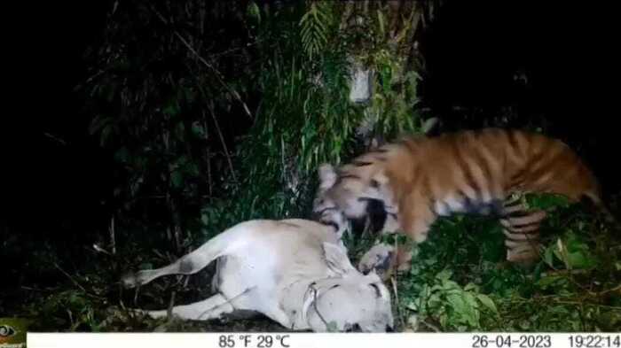 Heboh, Warga Panik Harimau Sumatera Mangsa Anak Sapi di Tangkahan Langkat